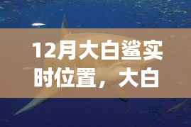 与鲨共舞的日子,12月大白鲨追踪之旅实时播报
