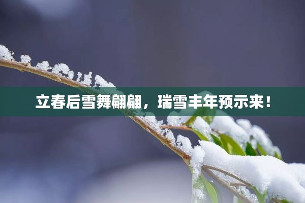 立春后雪舞翩翩,瑞雪丰年预示来!