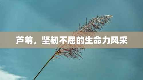 芦苇,坚韧不屈的生命力风采