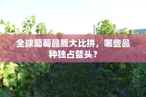 全球葡萄品质大比拼，哪些品种独占鳌头？
