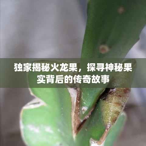 独家揭秘火龙果，探寻神秘果实背后的传奇故事