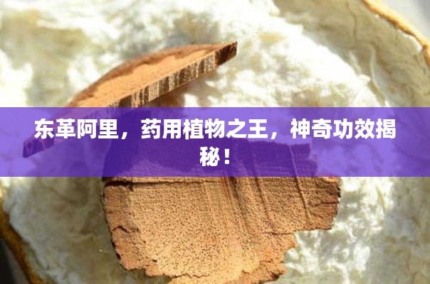 东革阿里，药用植物之王，神奇功效揭秘！