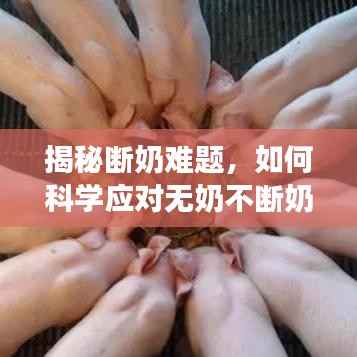 揭秘断奶难题,如何科学应对无奶不断奶现象?