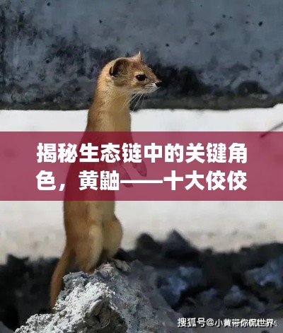 揭秘生态链中的关键角色,黄鼬——十大佼佼者上榜