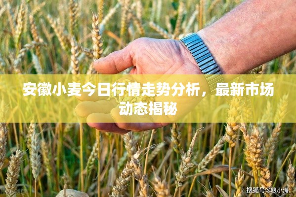安徽小麦今日行情走势分析,最新市场动态揭秘