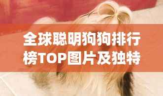 全球聪明狗狗排行榜TOP图片及独特特点全解析！