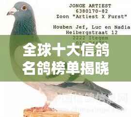 全球十大信鸽名鸽榜单揭晓!